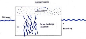 In the summer, melting snow on the surface of the sea ice flushes even more of the brine downward. Image courtesy of Vicky Lytle.