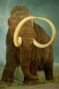 mammoth model