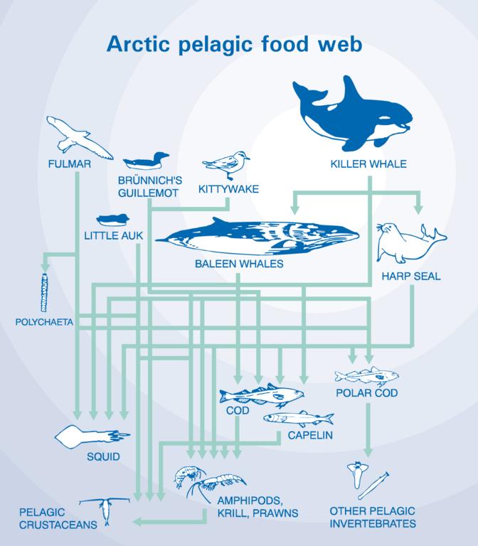 Ocean Food Web